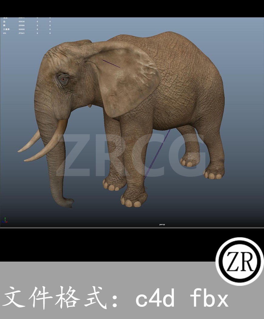 有骨骼贴图-大象