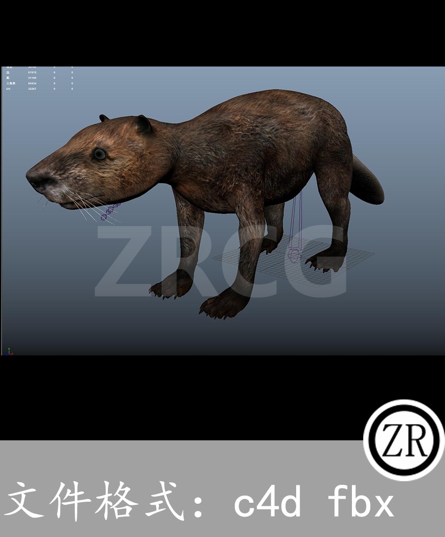 有骨骼贴图-海狸