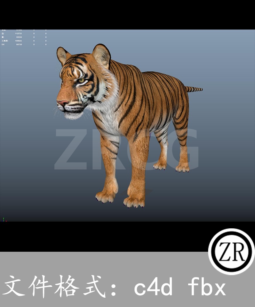 有骨骼贴图-老虎