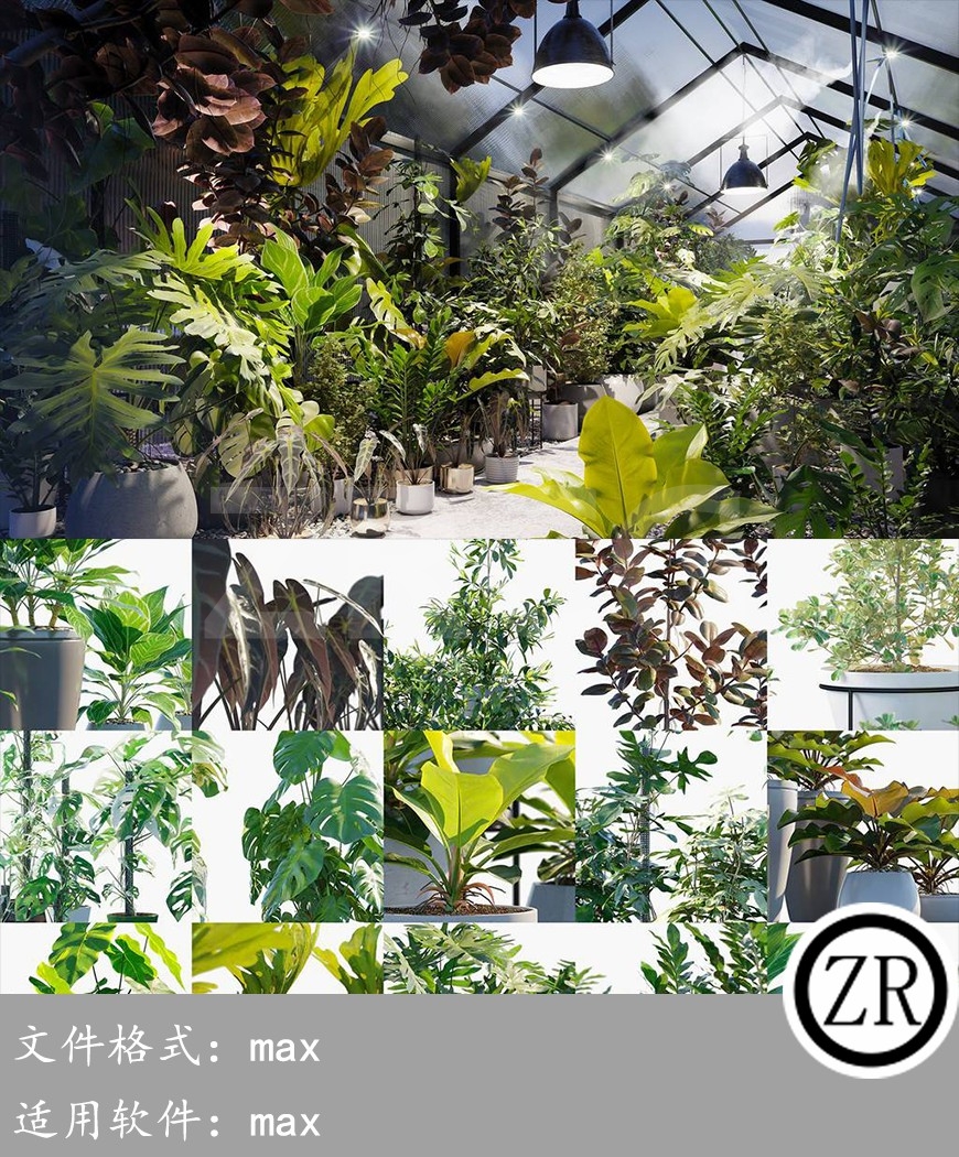 室内盆栽植物 Globe Plants – Bundle 30 Interior Pot Plants