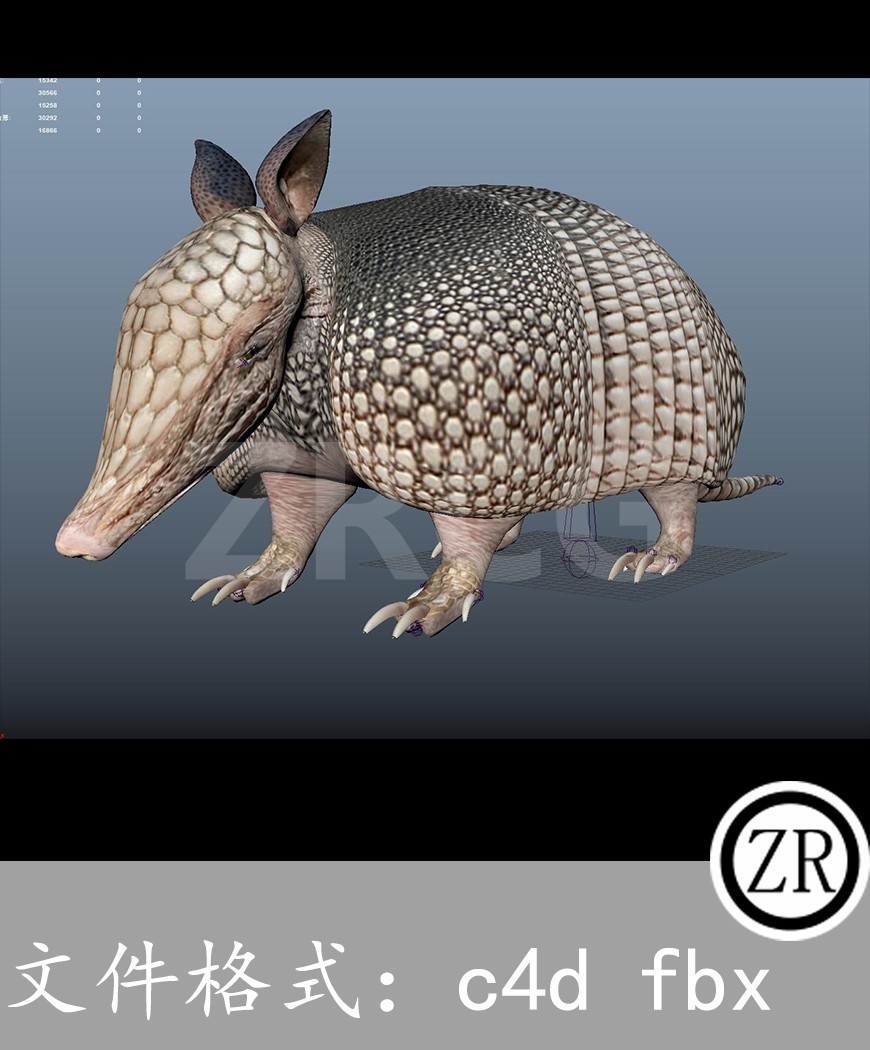 有骨骼贴图-犰狳
