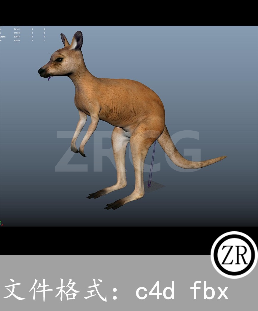 有骨骼贴图-袋鼠