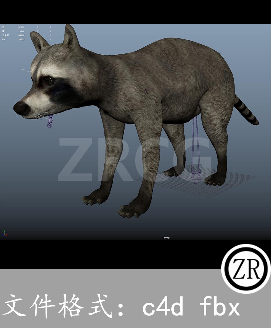 有骨骼贴图-浣熊